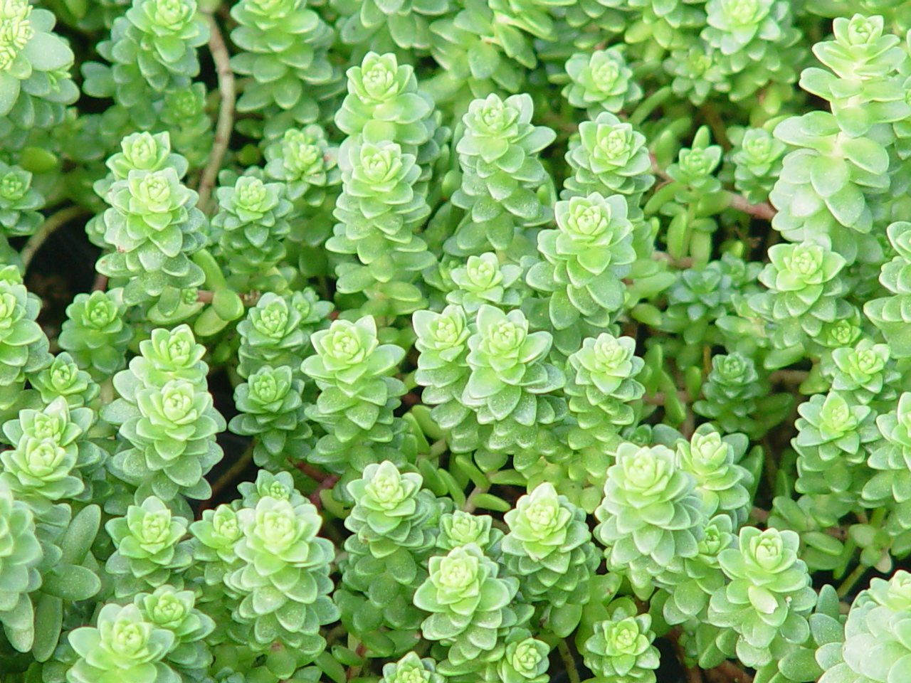 Sedum oryzifolium